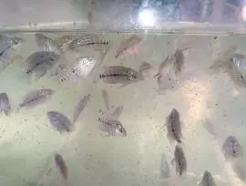 Toko ikan hias serdang baru 4