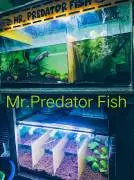 MR. PREDATOR FISH INDONESIA