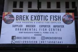 Brek Exotic Fish