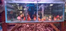 Widi Aquascape