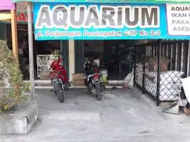 GSP Aquarium dan Ikan Hias