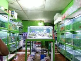 Toko Ikan Hias dan Aquarium VQ Aquarium