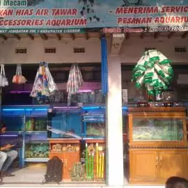 Armada Ikan Hias