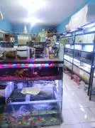 Mutiara Aquarium