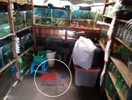 Toko Ikan Hias DC Fish