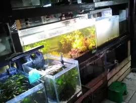 Yoyo aquascape