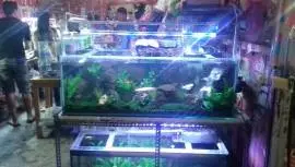 Lautan Aquarium