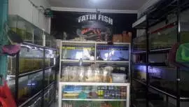 Fatih Fish