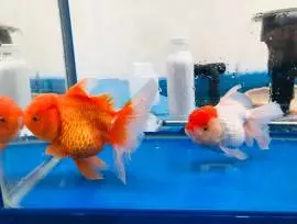 Bettafish.jakartatimur & Goldfish_Cerise