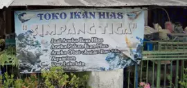 Ikan hias bang Ali kemandoran