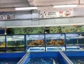 Angkasa Aquarium