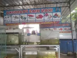 Ikan Hias Pramuka