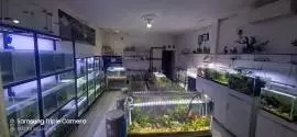 DAFFA AQUASCAPE/AQUARIUM & IKAN HIAS