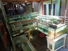 TOKO IKAN HIAS MBAH JENGGOT