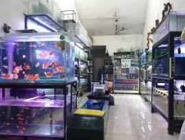 Toko ikan hias SAHABAT AQUARIUM