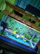 AQUARIUM LOKAL