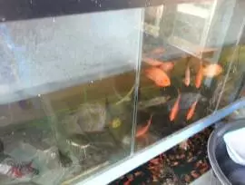 Toko Ikan Hias Ibu Lelly