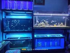 Cichlid Surabaya Aquatic