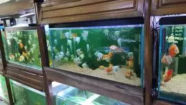 Aquatrend Ikan Hias Aquascape