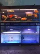 Chiko aquatic shop